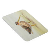 Common Snipe Magnet (Rechte Seite)