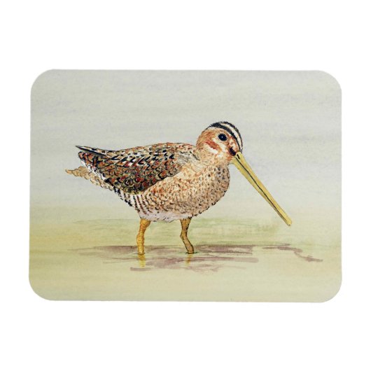 Common Snipe Magnet (Horizontal)