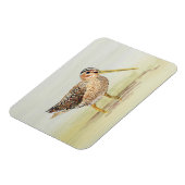 Common Snipe Magnet (Linke Seite)