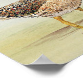 Common Snipe Poster (Ecke)