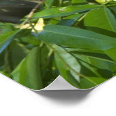 Common Squirrel Monkey, (Saimiri sciureus), Rio Poster (Ecke)