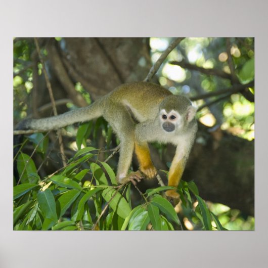 Common Squirrel Monkey, (Saimiri sciureus), Rio Poster (Vorne)