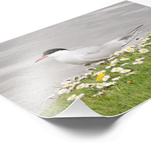 Common Tern Fotodruck (Ecke)