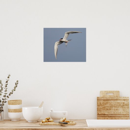 Common Tern Poster (Küche)