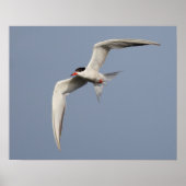 Common Tern Poster (Vorne)