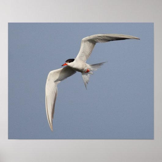 Common Tern Poster (Vorne)