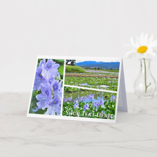 Common Water Hyacinth Karte (Kleine Pflanze)