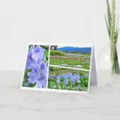 Common Water Hyacinth Karte (Vorderseite)