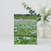 Common Water Hyacinth：Postcard Postkarte (Stehend Vorderseite)