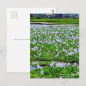 Common Water Hyacinth：Postcard Postkarte (Vorne/Hinten)