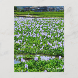 Common Water Hyacinth：Postcard Postkarte
