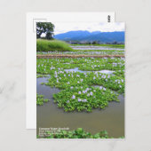 Common Water Hyacinth:Postcard Postkarte (Vorne/Hinten)