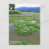 Common Water Hyacinth:Postcard Postkarte (Vorderseite)