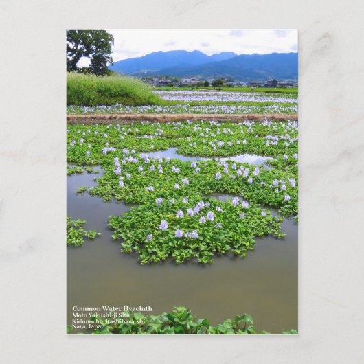 Common Water Hyacinth:Postcard Postkarte (Vorderseite)