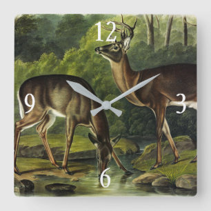 Common (White-tailed) Deer - Audubon's Quadrupeds Quadratische Wanduhr