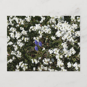 Common Yarrow & Grape Hyacinth DIY Postkarte