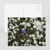 Common Yarrow & Grape Hyacinth DIY Postkarte (Vorne/Hinten)