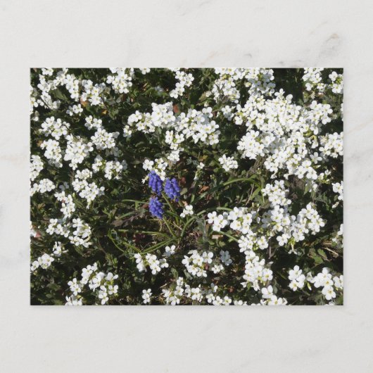 Common Yarrow & Grape Hyacinth DIY Postkarte (Vorderseite)