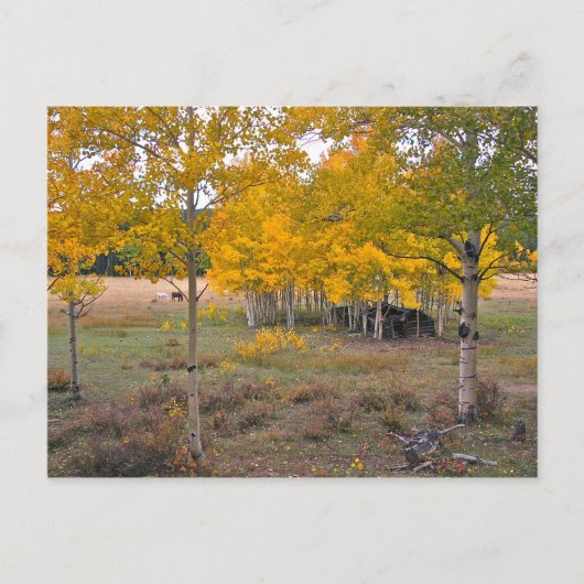 Como Creek, Colorado Postkarte (Vorderseite)