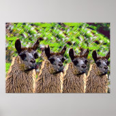 "Como se llama?" Poster (Vorne)