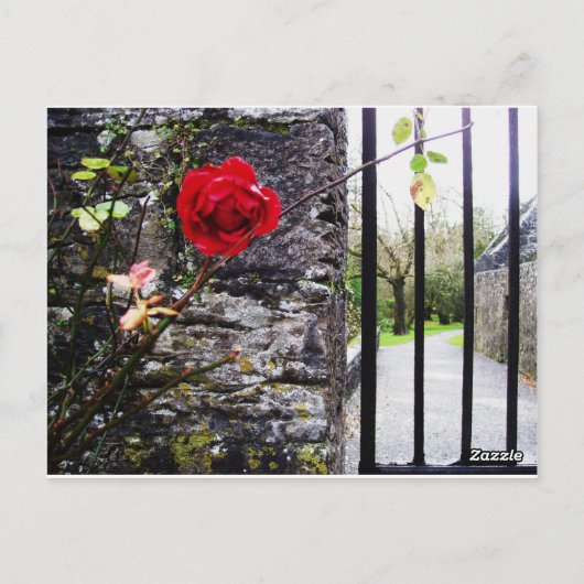 Como Zoo Conservatory Postkarte (Rückseite)