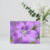 Companula Postcard Postkarte (Stehend Vorderseite)