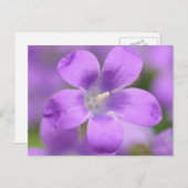 Companula Postcard Postkarte (Vorne/Hinten)