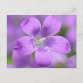 Companula Postcard Postkarte