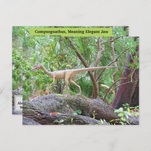 Compsognathus - Dinosaur - Lernkarte Postkarte (Vorne/Hinten)