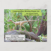 Compsognathus - Dinosaur - Lernkarte Postkarte (Rückseite)