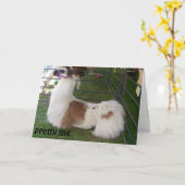 CONCEITED LLAMA BIRTHDAY WISHES KARTE (Gelbe Blume)