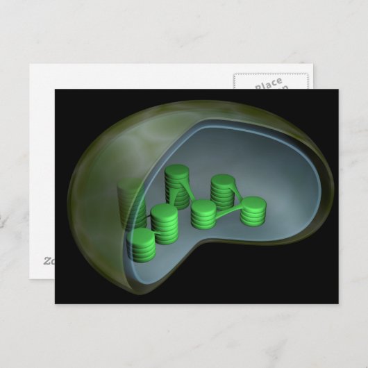 Conceptual Image of Chloroplast 1 Postkarte (Vorne/Hinten)