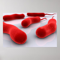 Conceptual Image of Cholerae Bacteria