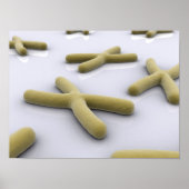 Conceptual Image of Chromosom 1 Poster (Vorne)