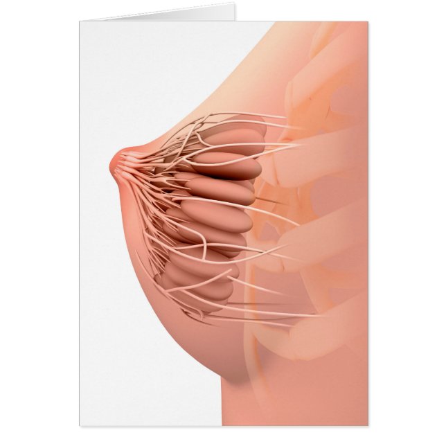 Conceptual Image of Female Breast Anatomy 2 (Vorne)