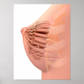 Conceptual Image of Female Breast Anatomy 2 Poster (Vorne)