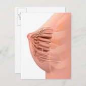 Conceptual Image of Female Breast Anatomy 2 Postkarte (Vorne/Hinten)