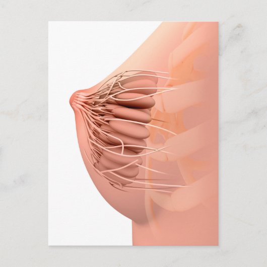 Conceptual Image of Female Breast Anatomy 2 Postkarte (Vorderseite)