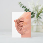 Conceptual Image of Female Breast Anatomy 2 Postkarte (Stehend Vorderseite)