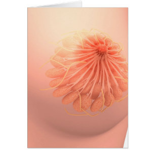 Conceptual Image of Female Breast Anatomy 3