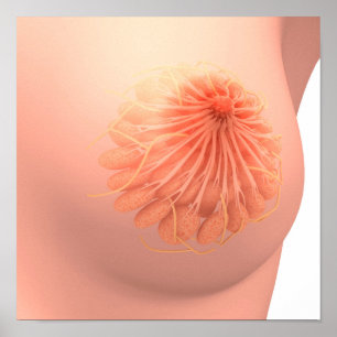 Conceptual Image of Female Breast Anatomy 3 Poster