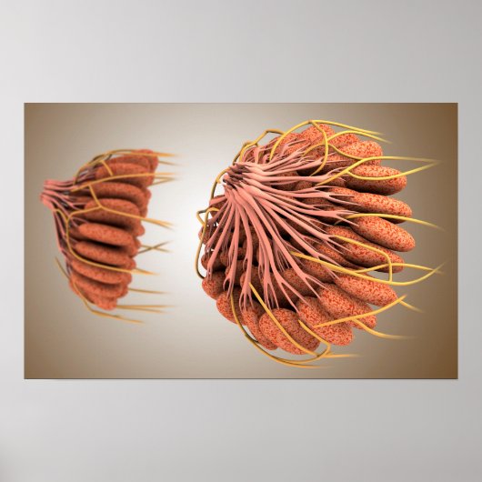 Conceptual Image Of Female Breast Anatomy 8 Poster (Vorne)