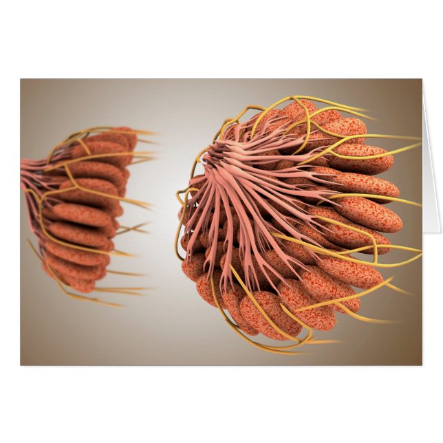 Conceptual Image of Female Brust Anatomy 8 (Vorderseite (Horizontal))