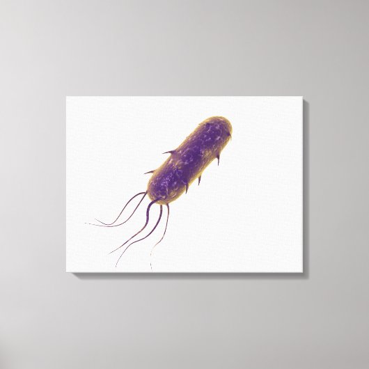 Conceptual Image of Flagellate Bacterium 2 Leinwanddruck (Vorderseite)