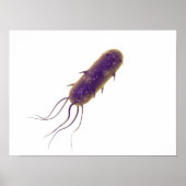 Conceptual Image of Flagellate Bacterium 2 Poster (Vorne)