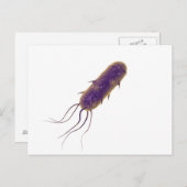 Conceptual Image of Flagellate Bacterium 2 Postkarte (Vorne/Hinten)