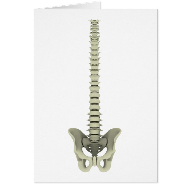 Conceptual Image of Human Backbone 1 (Vorne)