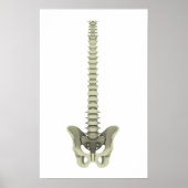 Conceptual Image of Human Backbone 1 Poster (Vorne)