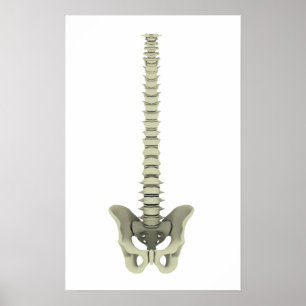 Conceptual Image of Human Backbone 1 Poster