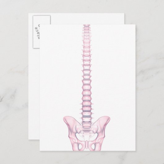 Conceptual Image of Human Backbone 2 Postkarte (Vorne/Hinten)